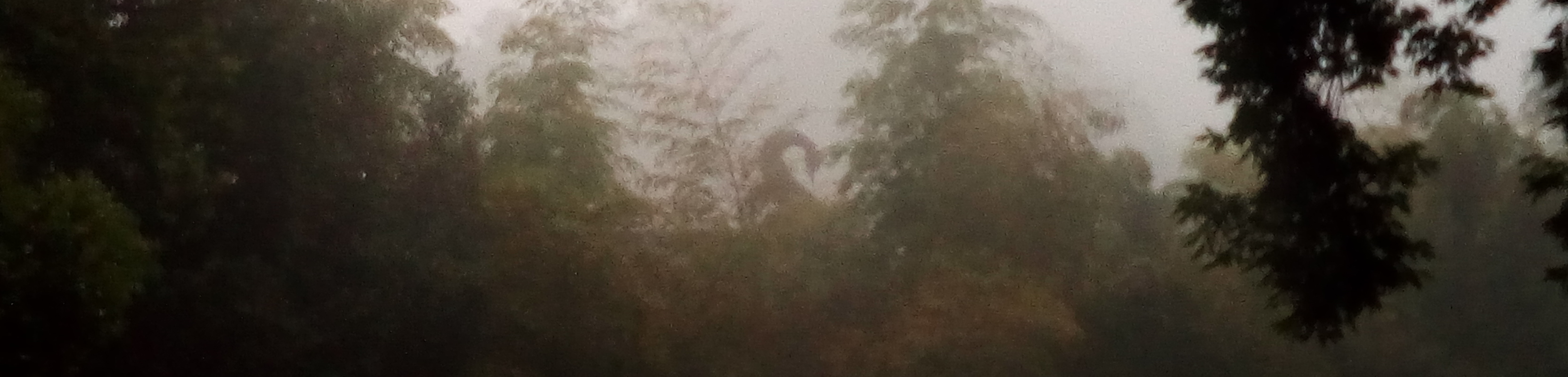 Mysterious curled arch through haze in forest