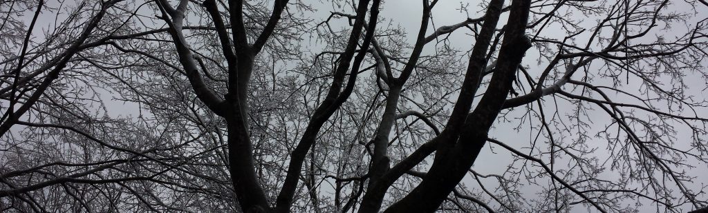 Ice covered branches in winter